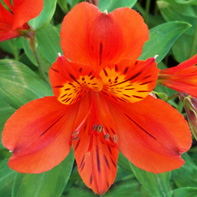 Viv Marsh Postal Plants - PERUVIAN LILY (ALSTROEMERIA)