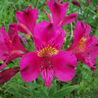 Viv Marsh Postal Plants - PERUVIAN LILY (ALSTROEMERIA)