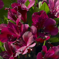 Alstroemeria Alstroemeria